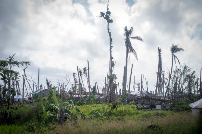 The coconut trees didn't get knocked down, but they bear the scars from the storm